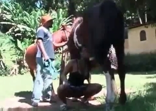 Dirty bitches fucking two horses