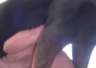 Dog fucks real good