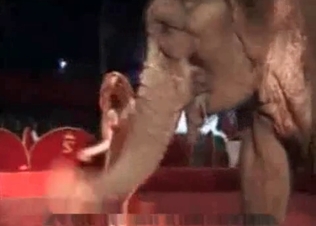 Nude blonde and an elephant
