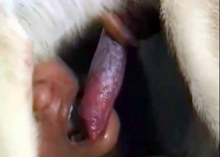 Dog cock being sucked by this girl