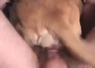 Fucking this cute little dog