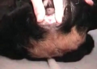 Hoy stud fucking this amazing dog