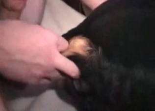 Hoy stud fucking this amazing dog