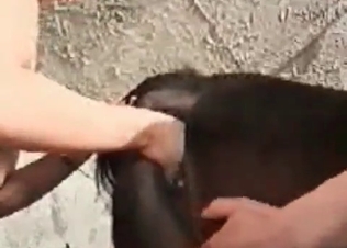 Zoo slut getting anal hole pleasured