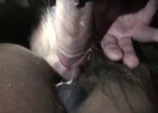 Hardcore banging with an animal