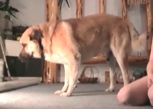 Deep pounding from a dog