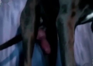 Jacked dog fucking like crazy
