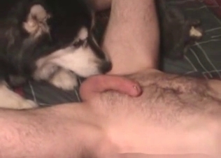 Hony guy fucking a dog