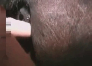 Horse’s ass ravaged by a strap-on