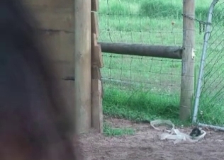 Horse dick pleasured