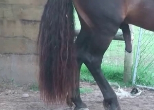 Horse dick pleasured