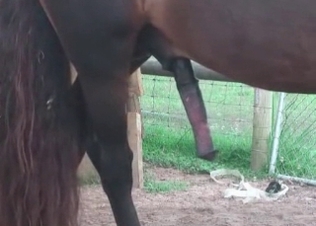 Horse dick pleasured