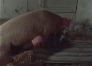 Big pink pork fucking in barn