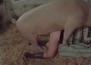 Big pink pork fucking in barn