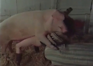 Big pink pork fucking in barn