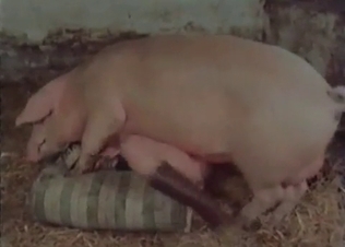 Big pink pork fucking in barn