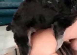 Mutt licking that juicy tight pussy