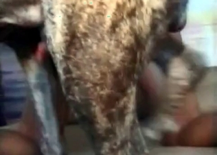 Up close animal fucking