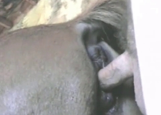 This horse and its stunning ass