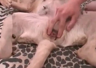Dog’s asshole being ravaged