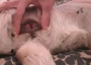 Dog’s asshole being ravaged