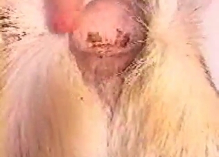 Amateur animal fucking session