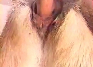 Amateur animal fucking session