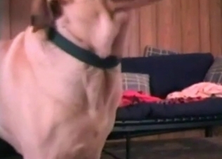 Ass pounding from a mutt