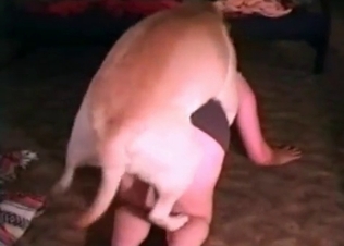 Ass pounding from a mutt