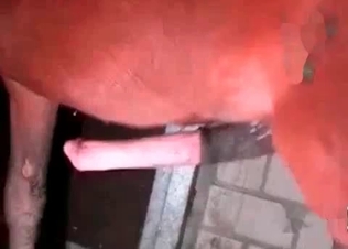 Amazingly massive horse dong
