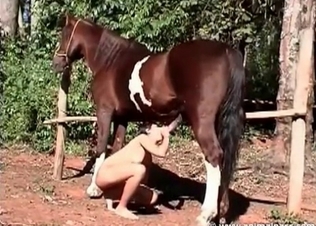 Brown dog fucking on cam