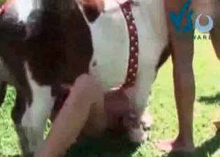 Horse cock serviced by two sluts