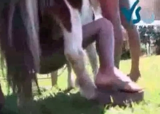 Horse cock serviced by two sluts