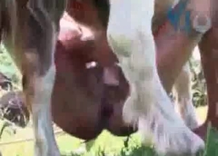 Horse cock serviced by two sluts