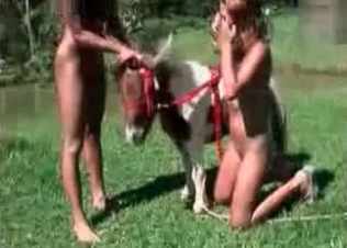 Horse cock serviced by two sluts