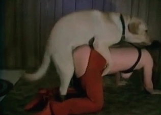 Tight pussy fucked by a retriever