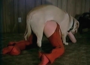 Tight pussy fucked by a retriever