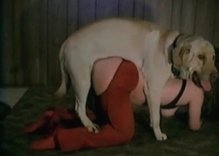 Tight pussy fucked by a retriever