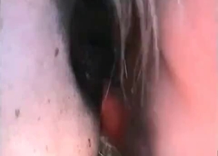 Cute horse fucking its owner on cam