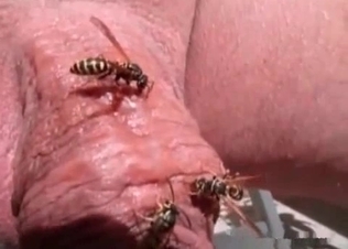 Incredible dirty insects action