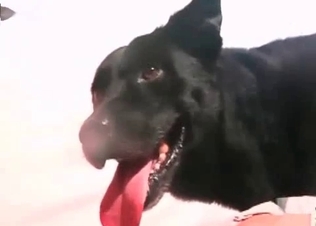 Horny dog fucking like crazy