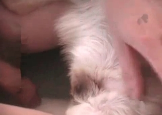 Anal pounding for a puppy