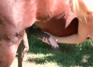 Horse cock sucking on cam