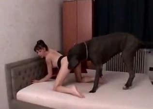 Dog fucking on a bed like a pro