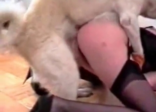 Cumshot animal compilation
