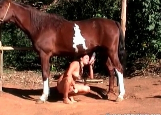Horse gets its dick sucked real good