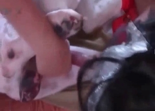 Dog being trained to fuck