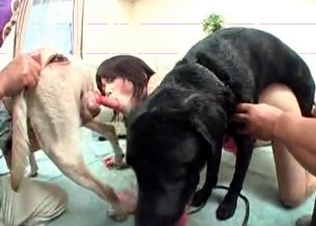 Sweet dog fucking its owner
