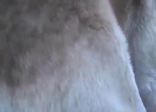 Dogs fucking two sluts