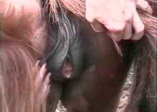 Trained horse fucking this chick